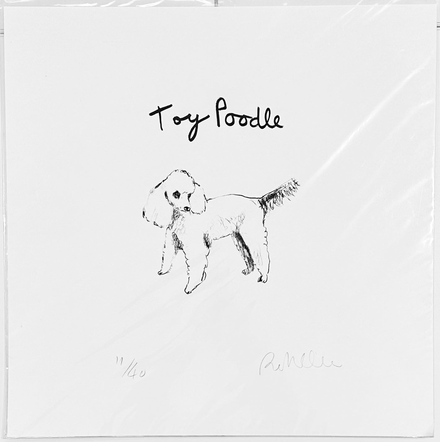 Toy Poodle Print by Robert James Clarke