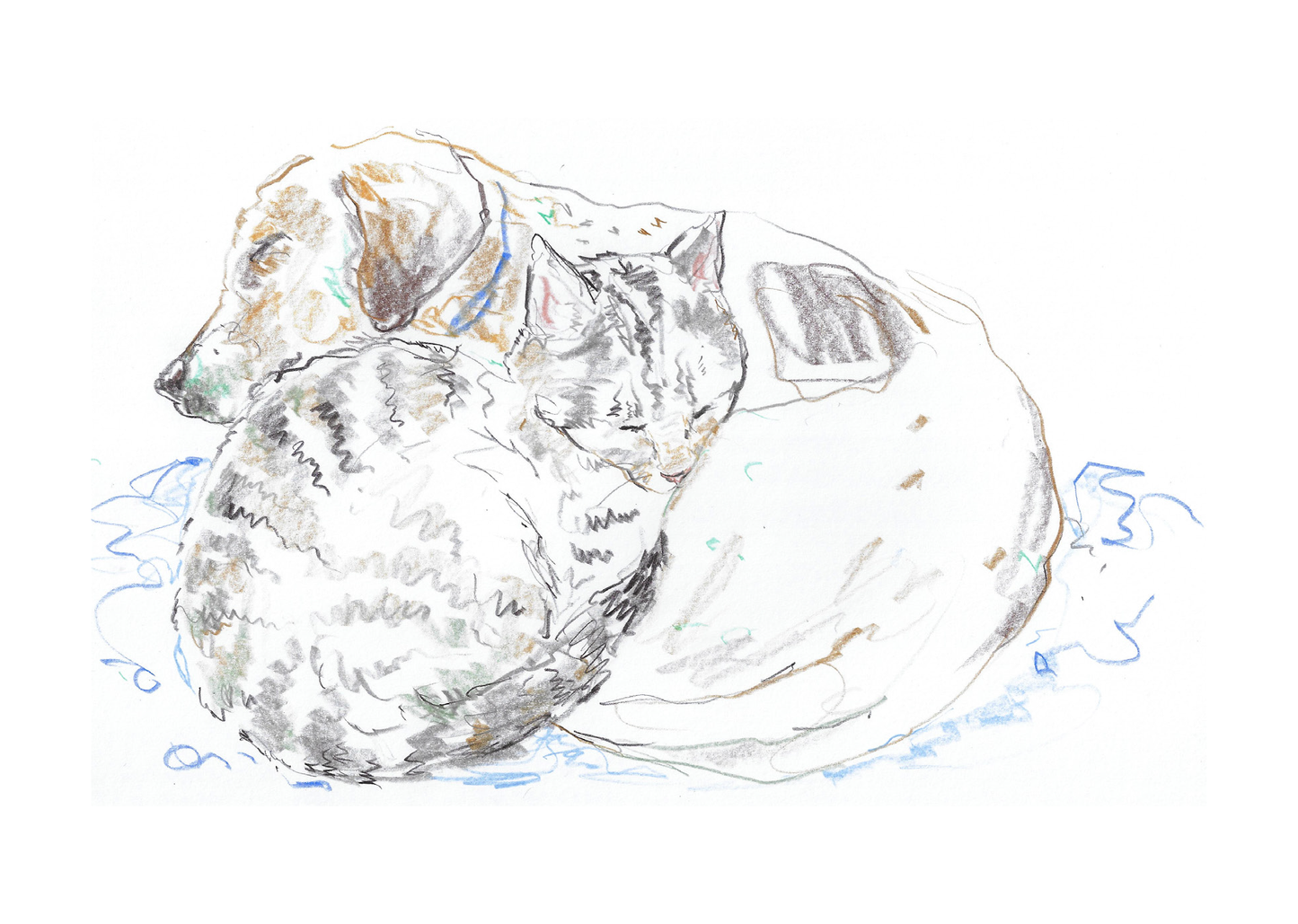 Cat & Dog Boxed Card Set