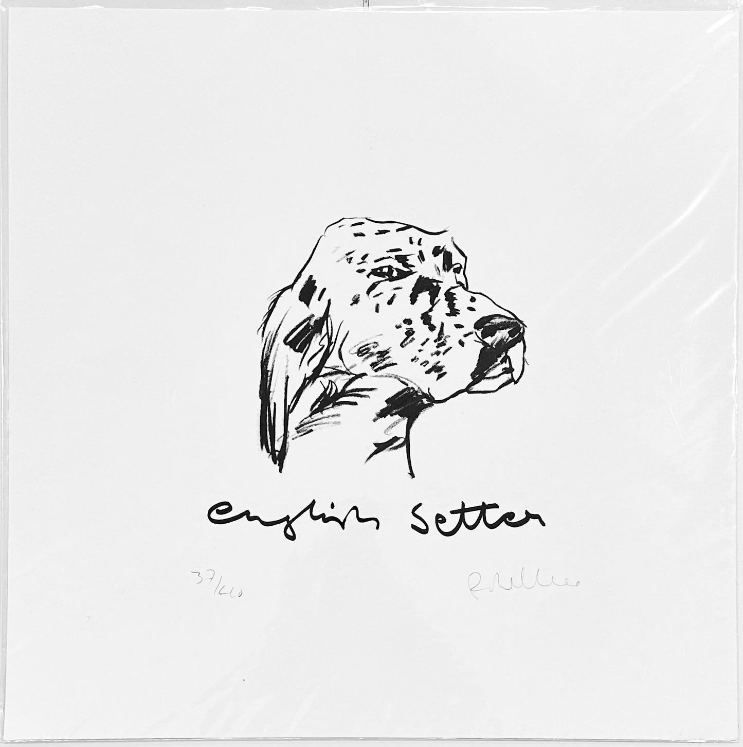 English Setter Print by Robert James Clarke